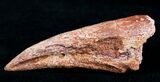 Inch Spinosaurus Toe Claw, Wow! #4766-1
